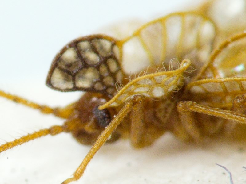 Derephysia (Paraderephysia) longispina Golub, 1974